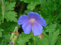 Geranium himalayense bestellen